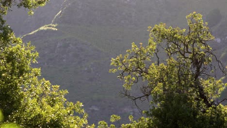 Vista-De-Arboles-Y-Montañas-En-Merlo,-San-Luis-Con-Luz-Matutina