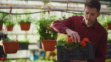 gardener carrying box of decorative flowers in greenhouse