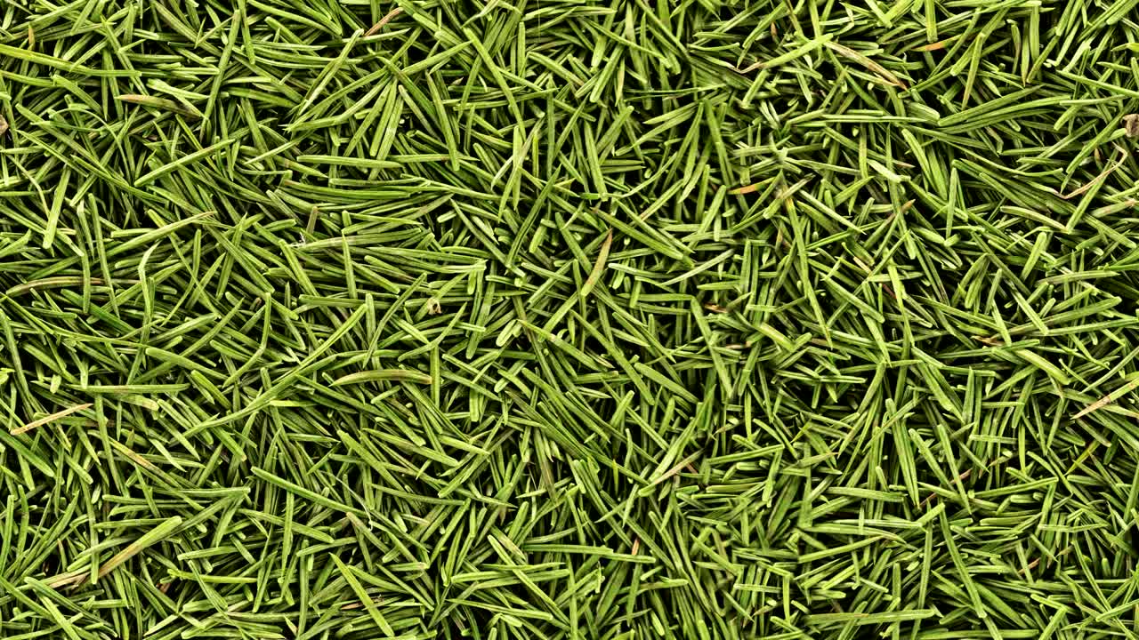 fondo de agujas de abeto con bucle sin costuras