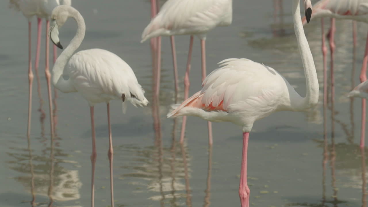 Flamingos in a Wetland