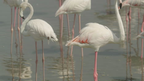 flamencos en un humedal