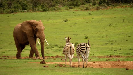 elephant walking through passing zebras as he heads towards waterhole