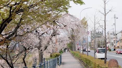 la mejor flor de cerezo en kyoto