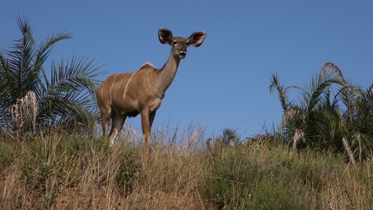 vaca kudu en el parque nacional del sur de áfrica