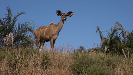 kudu cow in southern africa national park