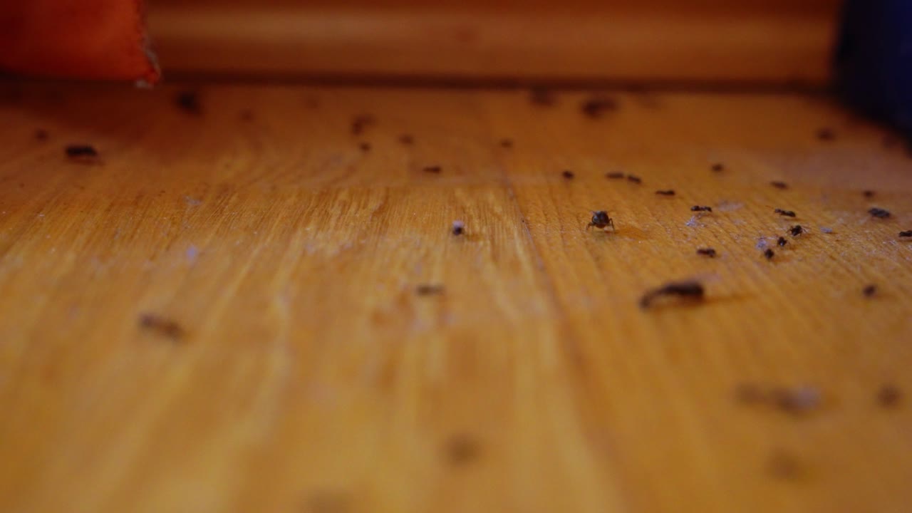 Close-up view of ants crawling on a wooden floor inside a living room