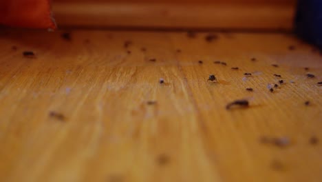 close-up view of ants crawling on a wooden floor inside a living room