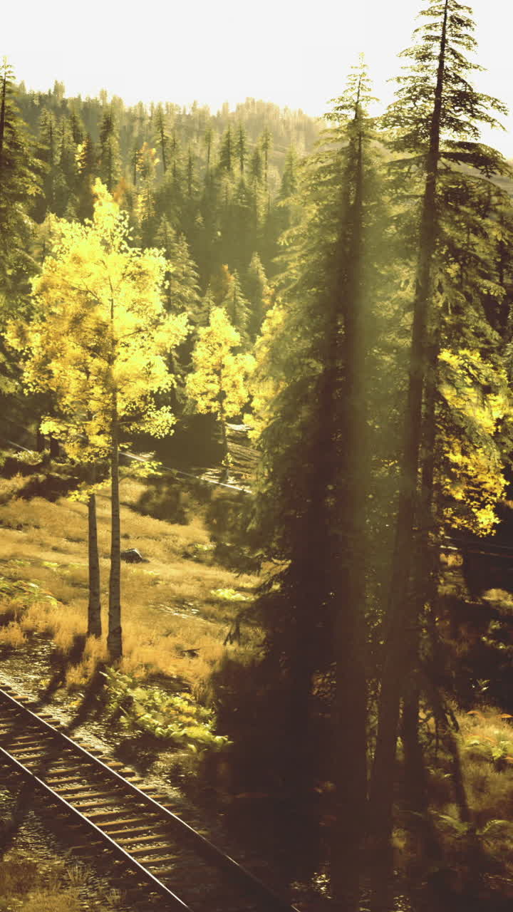 Serene landscape with train tracks winding through forest during golden hour