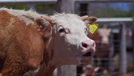 Cerca-De-Una-Vaca-Simmental-Mugiendo-En-La-Granja-En-Un-Día-Soleado