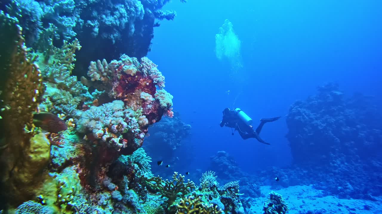 un buzo tomando fotografías de la vida submarina.