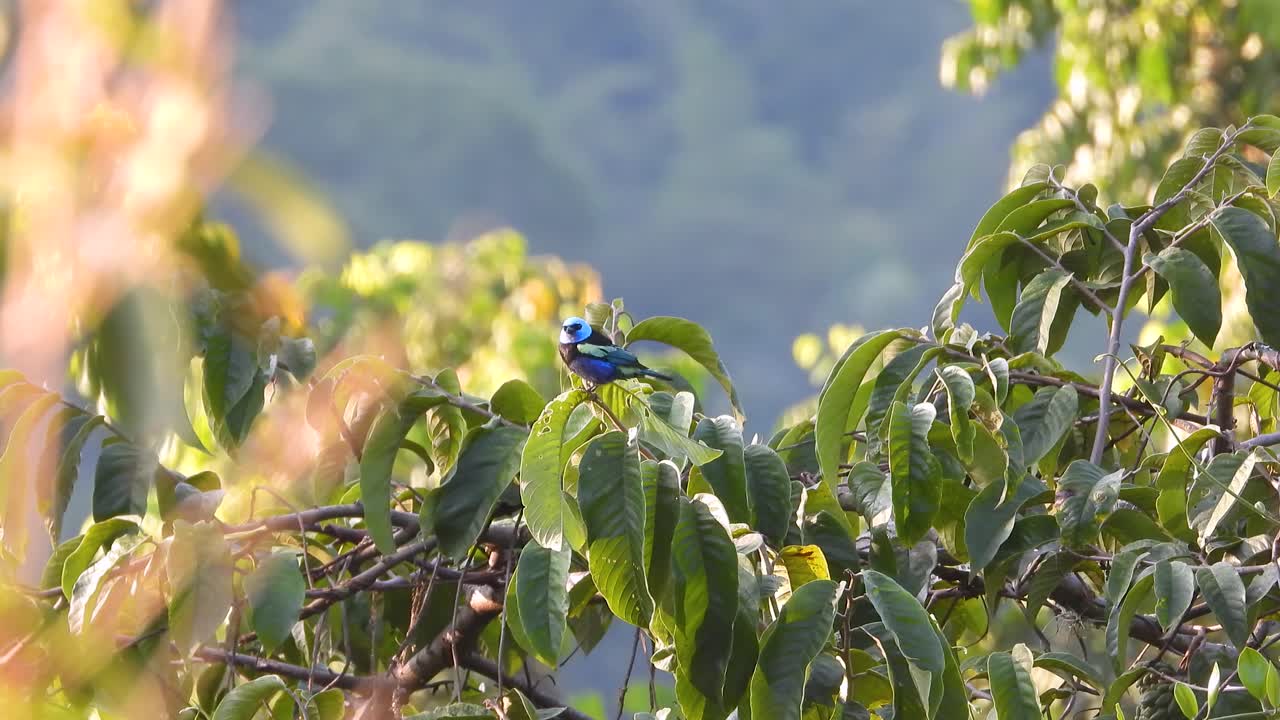 Masked tanager sits on a branch looking around before flying off