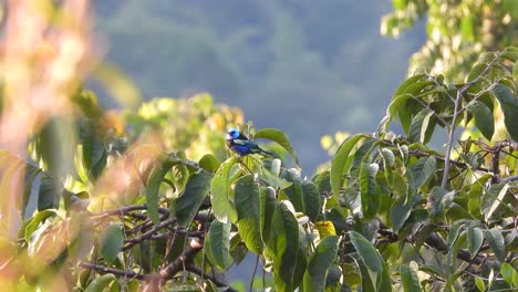 masked tanager sits on a branch looking around before flying off