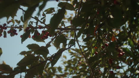 cherries growing on cherry tree branch in summer, slow motion