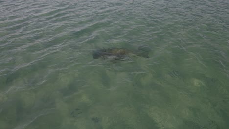 Dugongo-Nadando-Bajo-El-Mar-Azul-Claro