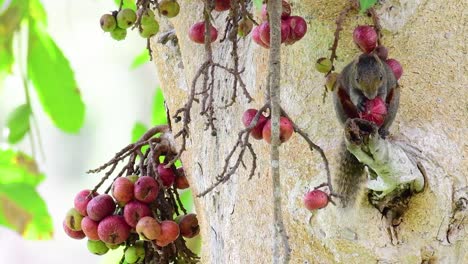 紅腹樹松鼠 (pallas's squirrel) 紅肚樹松鼠(red-bellied tree squirrel),一種被發現在果樹枝上吃果實的松鼠 (calloscurus erythraeus)