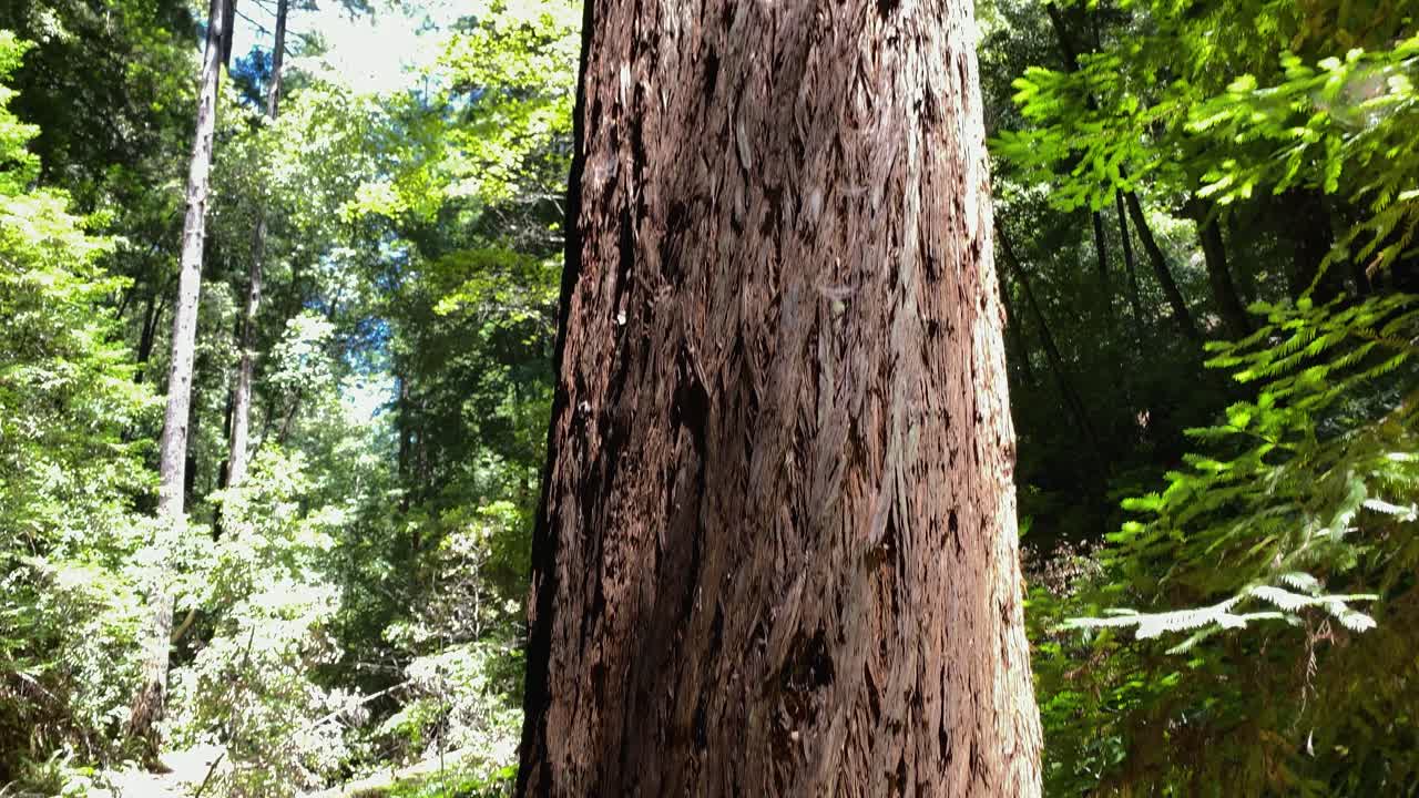 imagen clara y nítida de un gran tronco de árbol solitario rodeado de bosque en el fondo mientras la cámara se inclina lentamente hacia arriba para mostrar la inmensa circunferencia y la altura del árbol con hojas y cielo azul arriba