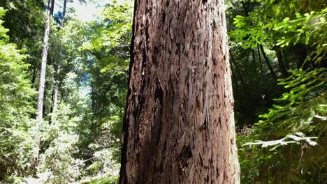 Clear-sharp-image-of-a-large-solo-tree-trunk-surrounded-by-forest-in-background-as-camera-slowly-tilts-up-to-show-the-immense-girth-and-height-of-the-tree-with-leaves-and-blue-sky-above