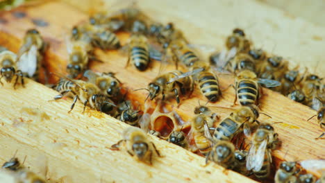 a large hive of bees is working together to collect honey in the garden