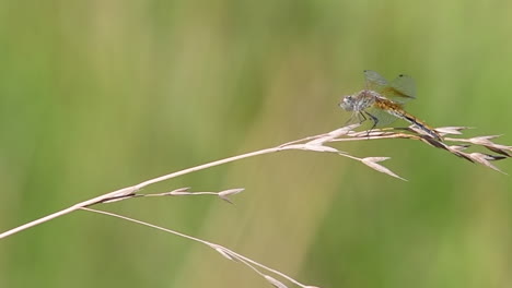 libelle auf gras im wind