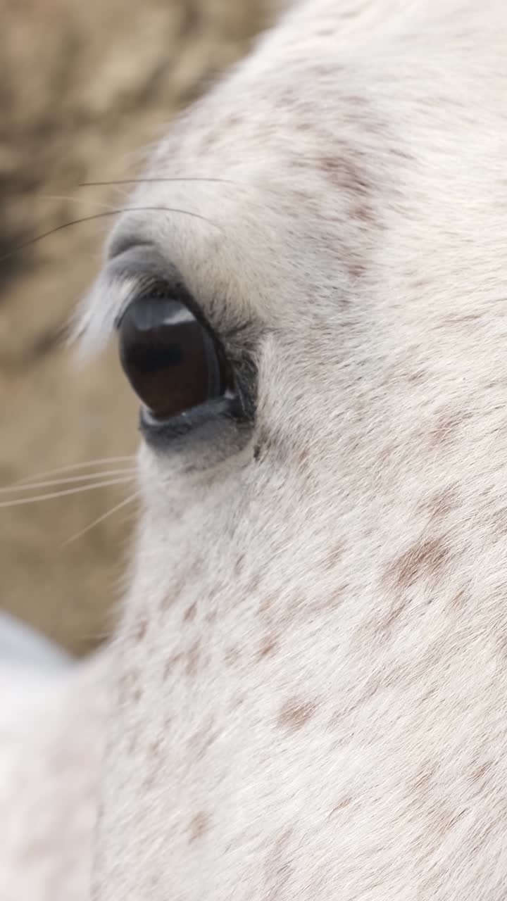 Close-up of a white horse blinking its large, expressive eye