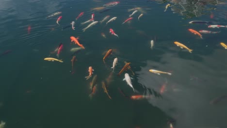 poissons nageant dans l'étang d'eau