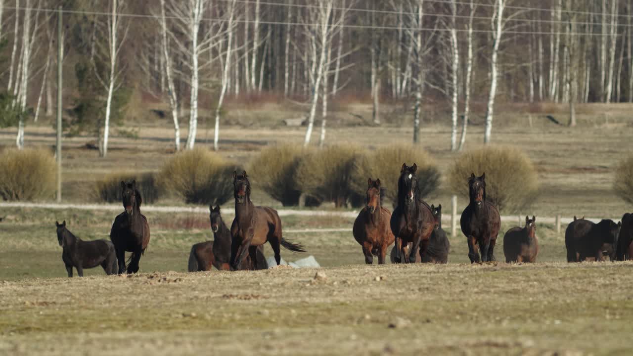 caballos corriendo y jugando en el prado de pastos de primavera
