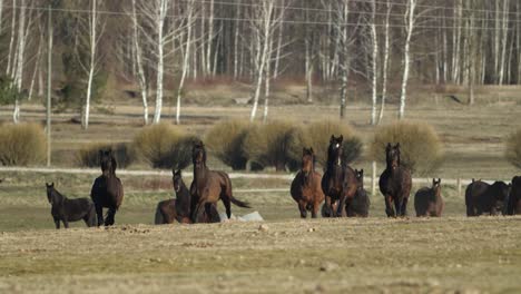 horses running and playing on spring pasture meadow