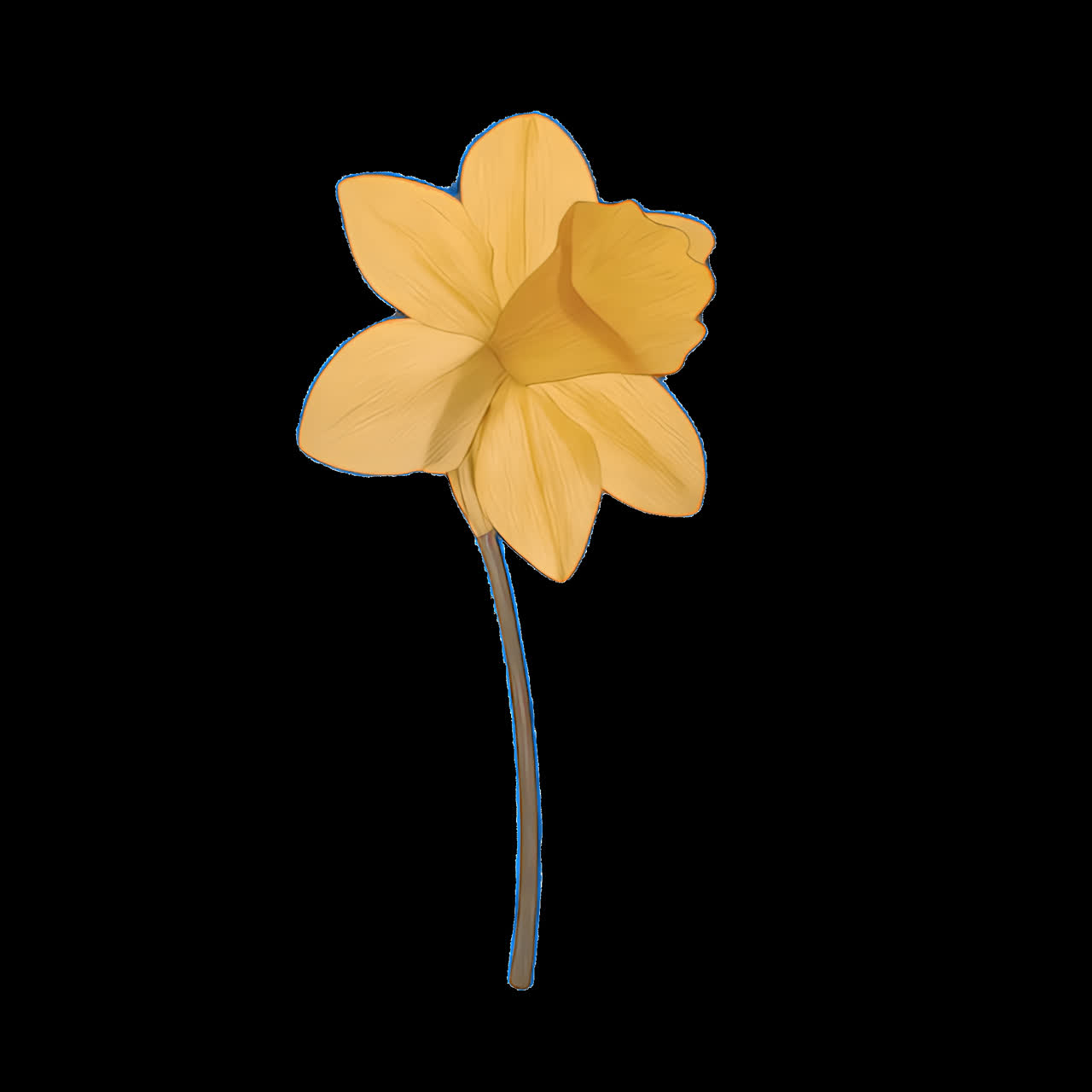 Elegant daffodil digital animation isolated asset, transparent 4K video ...