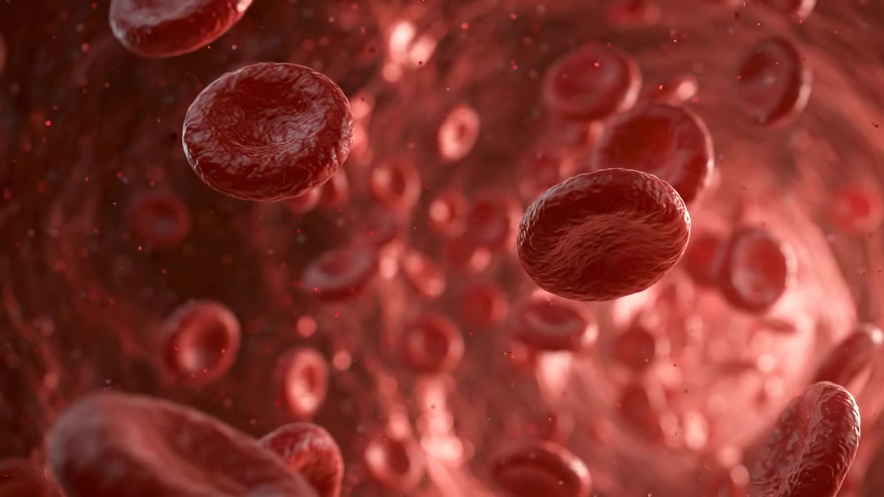 Red Blood Cells Flowing Through a Human Vein
