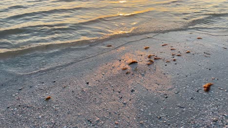 Palm-Beach-Sunset-Waves-Low-Angle-Pan-Shot-with-Bird-flying-Over-The-sun_IPhonepro12max_4k30fps