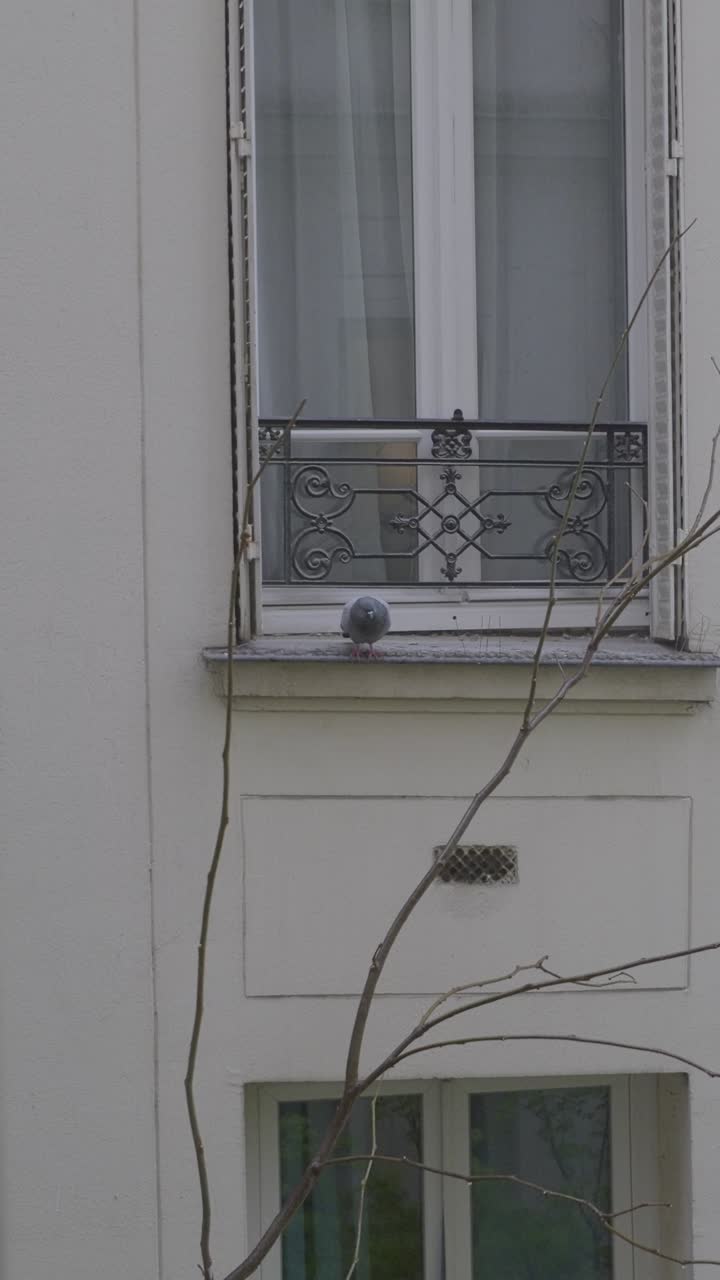 Pigeon resting on balcony ledge outside window. Calm urban setting