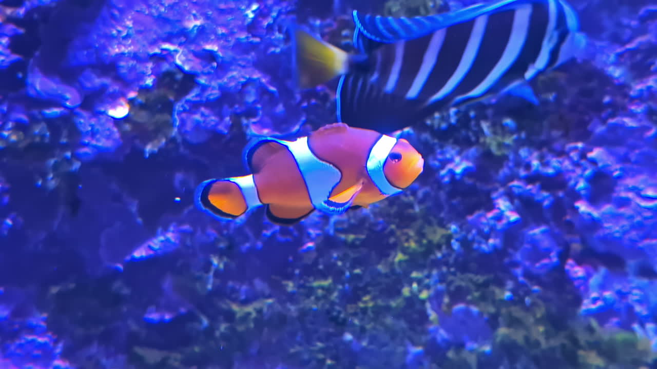 Pesce pagliaccio o pesce anemone che nuota sopra il corallo - primo piano isolato