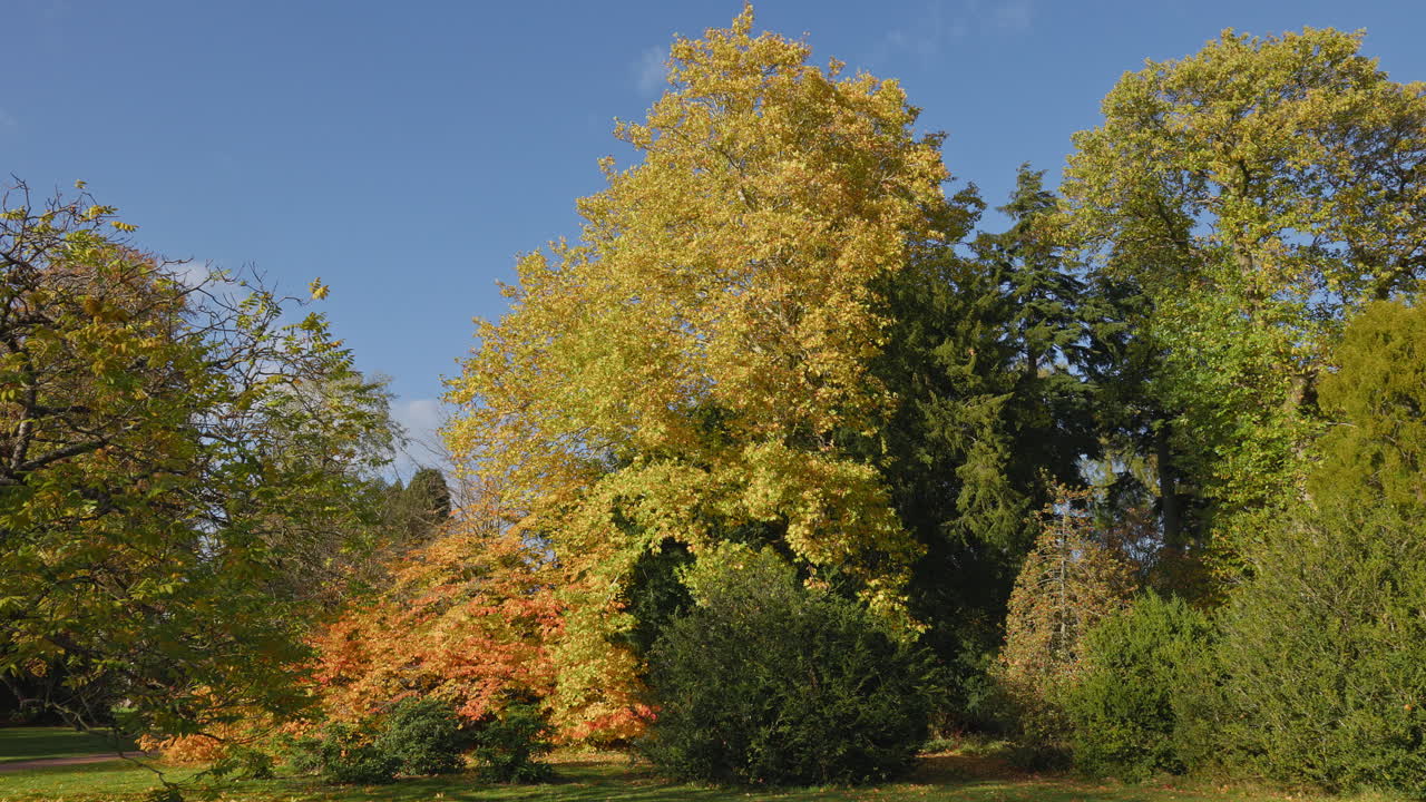 Beautiful autumn landscape showing colourful trees against a clear blue sky in a park
