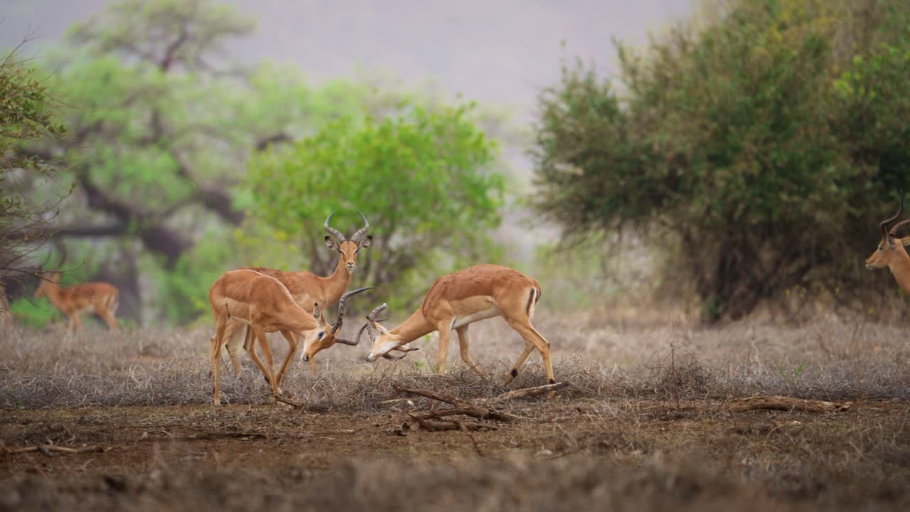 el macho de impala aepyceros melampus luchando o luchando en el parque nacional de gonarezhou zimbabwe 01
