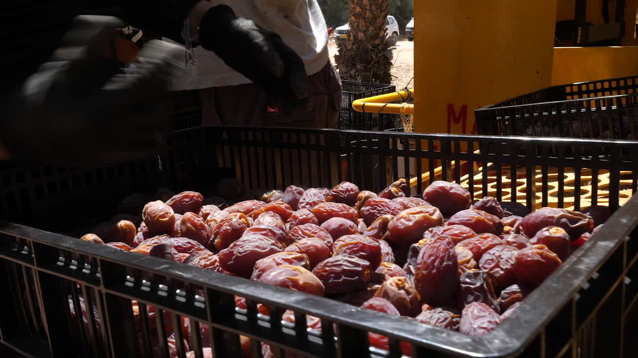 worker manually sorting tray full of large organic fresh Medjool dates, close up