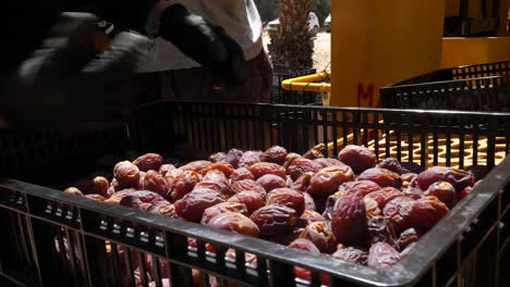 worker-manually-sorting-tray-full-of-large-organic-fresh-Medjool-dates,-close-up