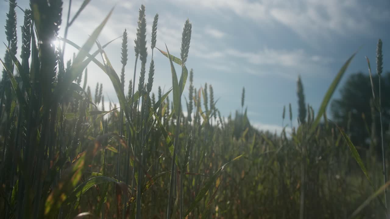 Wheat field, close up with sun and light flares