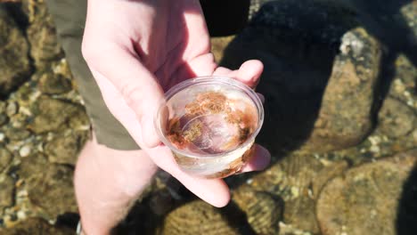 a citizen scientist participating in a field trip observes multiple marine animal in a specimen jar