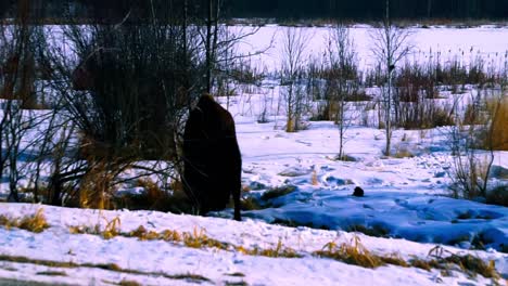 Buffalo-sunrise-early-morning-winter-roadside-licking-the-sulfur-from-the-side-of-the-road-with-patches-of-shrubs-on-a-snow-covered-closeup-path-next-to-bare-bushes-in-a-forest-habitat-Elk-Island-1-2