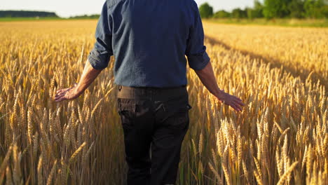 farmer in agricultural land. back view of a man walking along ripe wheat field and touches dry spikelets with both hands.