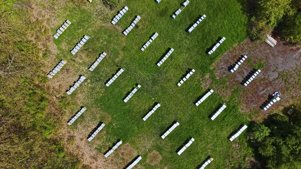 Many bee hives arranged in rows at a bee apiary during daytime in a green field surrounded by trees and bushes