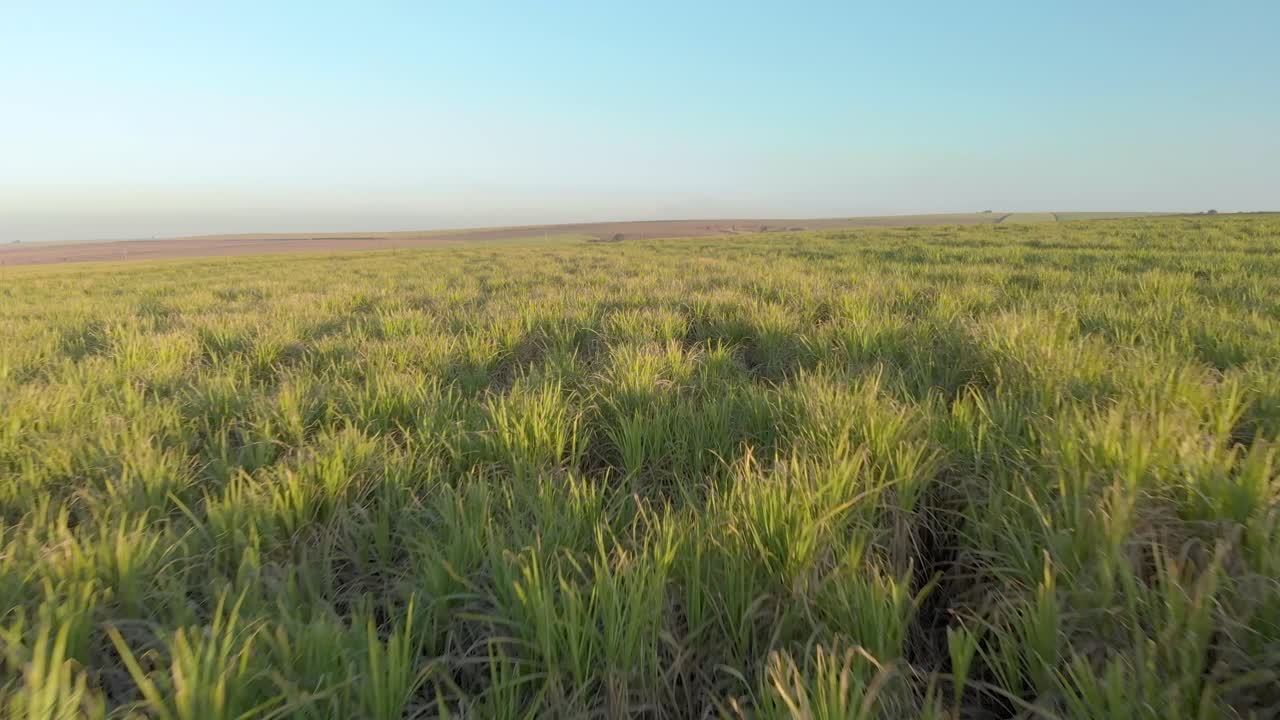 vista aérea de la plantación de caña de azúcar en brasil