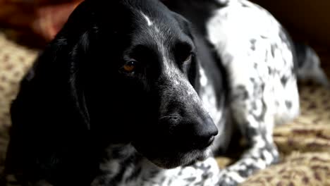 spotted hunting dog lies on a spotted plaid and waves its tail