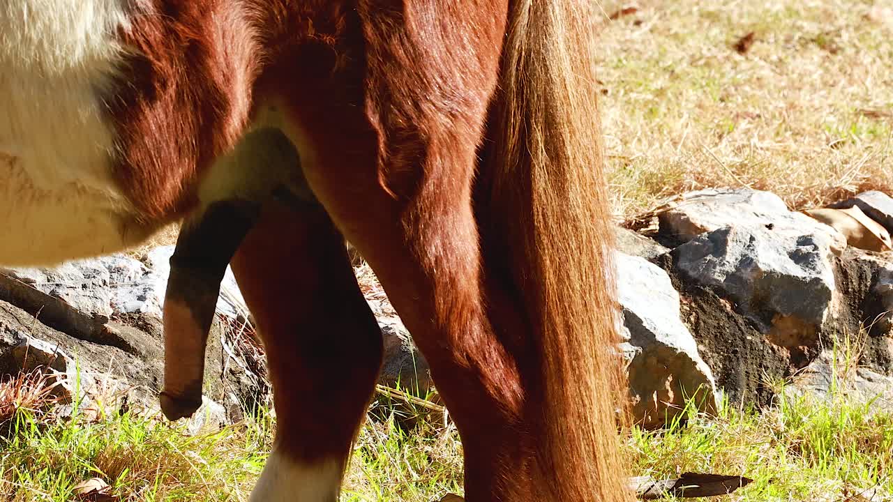 caballo que se mueve en un entorno natural