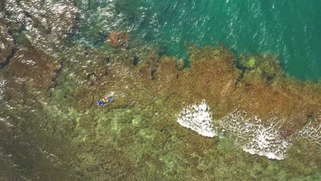 Aerial-view-above-snorkeler-scuba-diving-shallows-on-tropical-coral-reef-ocean-environment