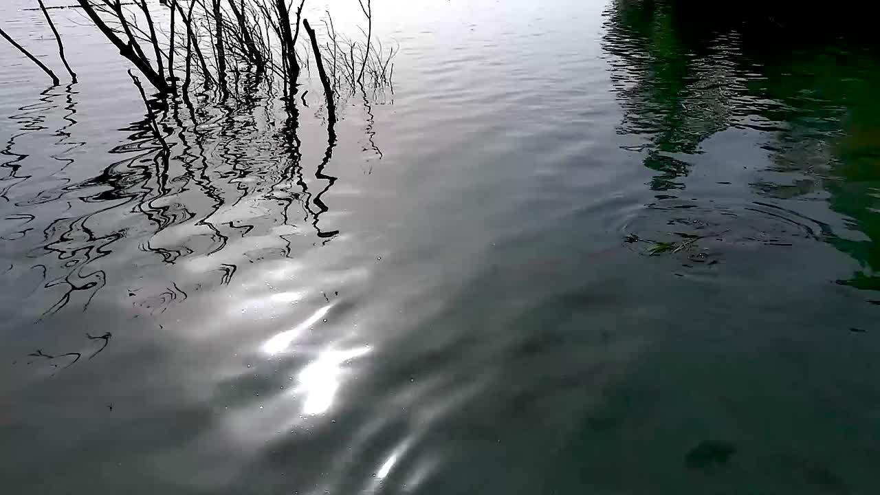 맑은 호수 표면에서 풀을 먹는 물고기