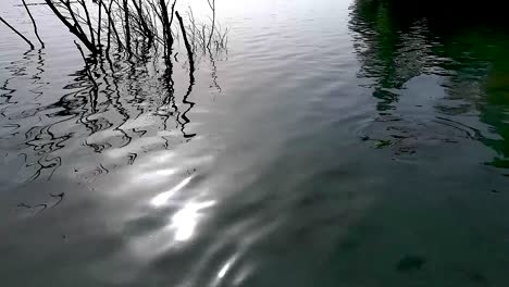 pescado comiendo hierba de la superficie de un lago de agua clara