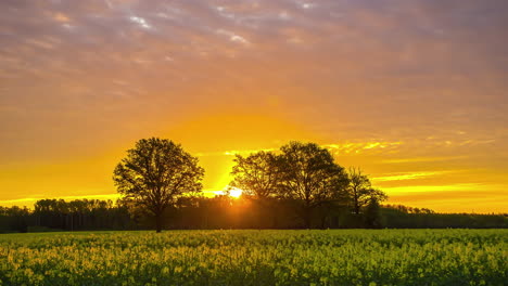 Hermoso-Amanecer-Dorado-Detrás-De-Los-árboles-Y-Un-Prado-De-Flores