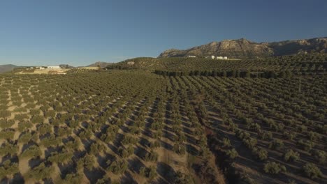 Cantidades-Masivas-De-Hileras-Regulares-De-Olivos-En-Una-Colina-Con-Una-Montaña-Rocosa-Detrás