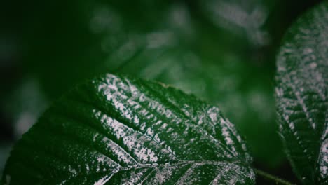 primer plano de las hojas verdes exuberantes
